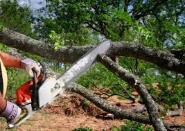 Best Emergency Tree Removal  in Cooper City, FL